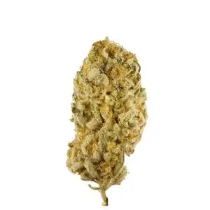 Jack Herer