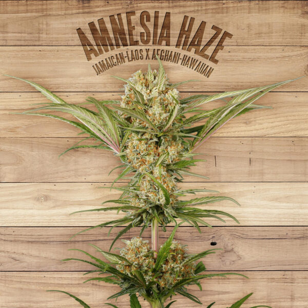 Amnesia Haze