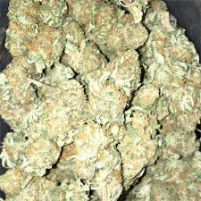 White Rhino