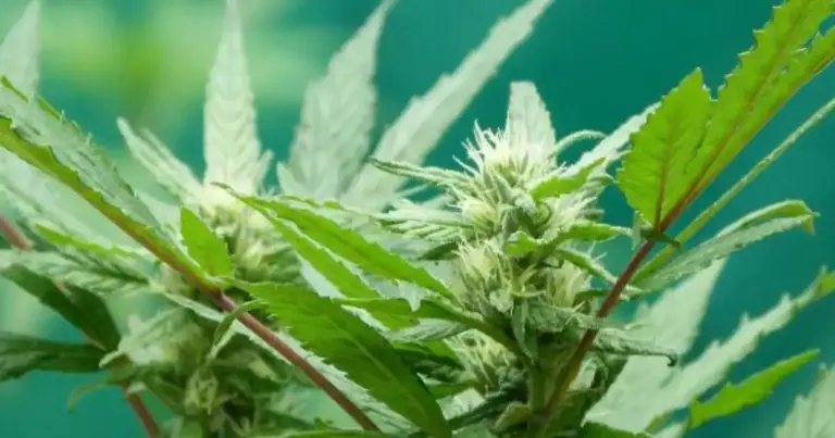 Unleash Your Inner Weed Connoisseur with Ganja Grove