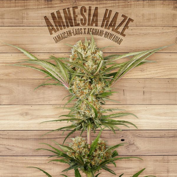 Amnesia Haze - Image 3