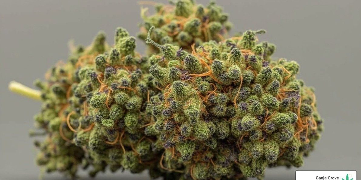 black-rose-runtz-strain