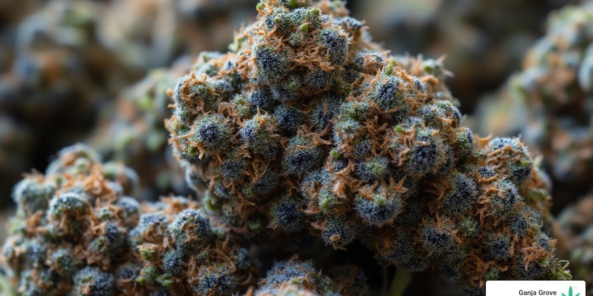 black-runtz-indica-or-sativa Black Runtz indica or sativa