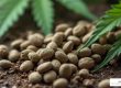 black runtz seeds