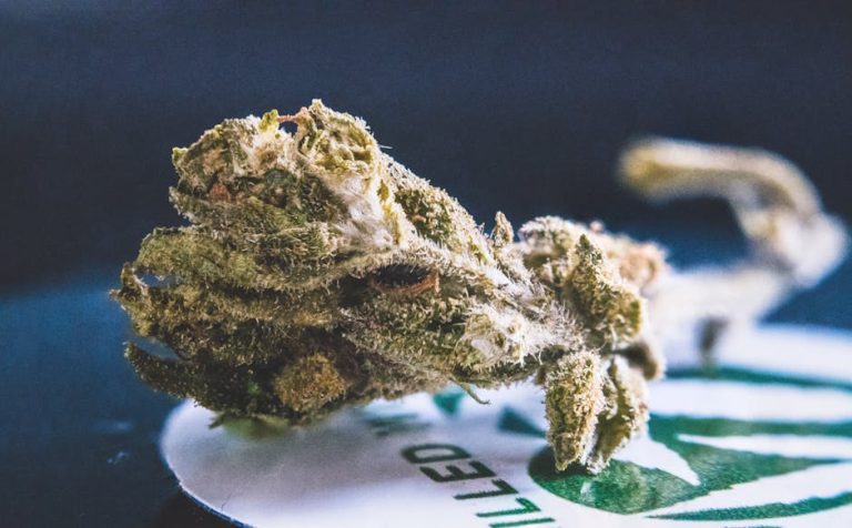 black runtz strain indica or sativa