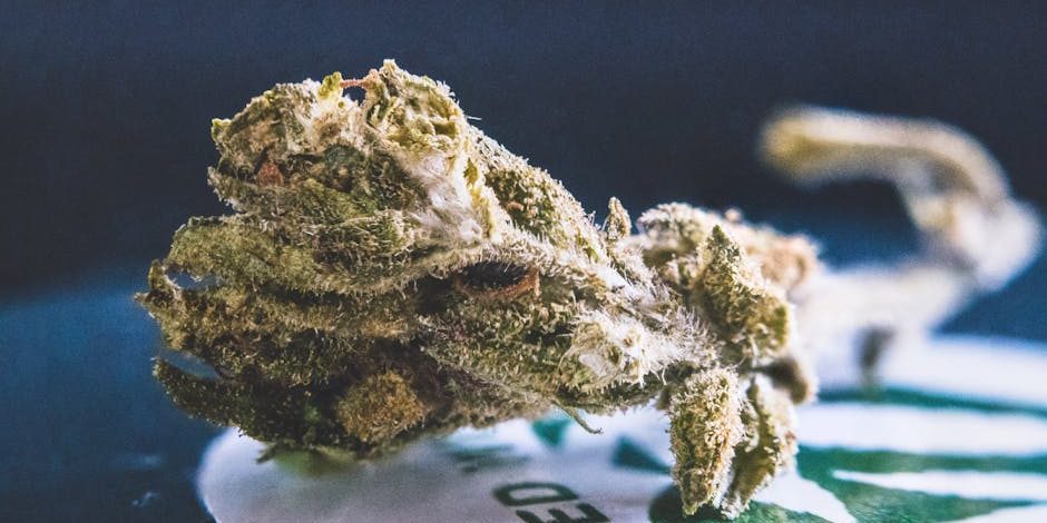 black-runtz-strain-indica-sativa-or-the-best-of-both black runtz strain indica or sativa