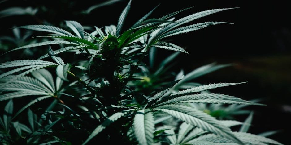 black-runtz-thc-level Black Runtz THC level