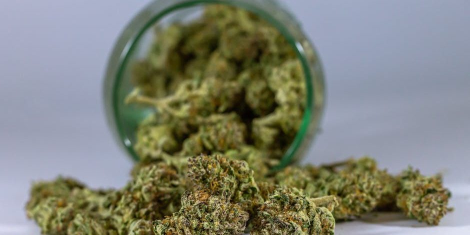 black-runtz-vs-white-runtz Black Runtz vs White Runtz