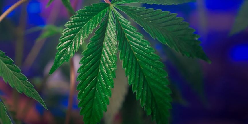 Black Runtz weed strain