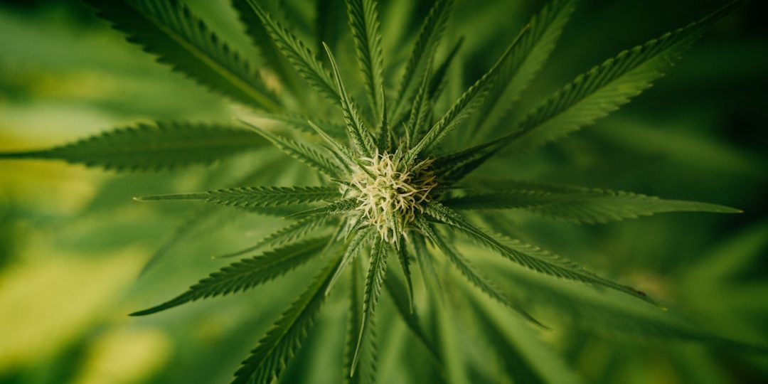 black truffle runtz strain