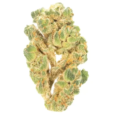 Banana Puddintain cannabis buds on a plain white background, showcasing dense and frosty nugs