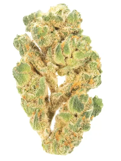 Banana Puddintain cannabis buds on a plain white background, showcasing dense and frosty nugs
