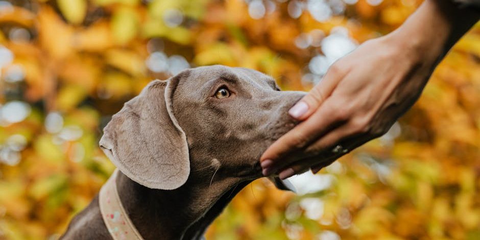 can dogs smell thc edibles