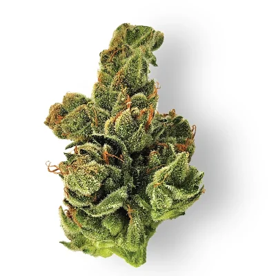 Close-up shot of Dogwalker OG cannabis buds showcasing its dense, green nugs covered with frosty trichomes and bright orange pistils on a white background.