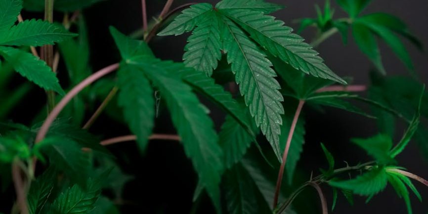 edible-weed edible weed