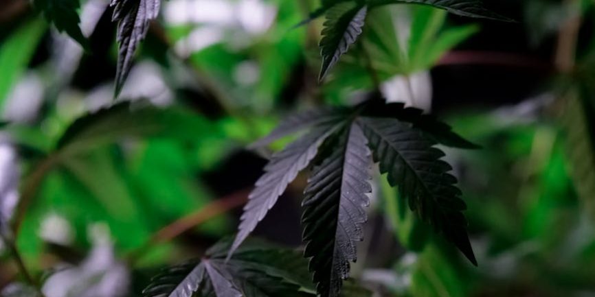 Indica strains for anxiety