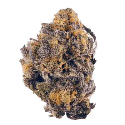 Close-up of Kurple Fantasy cannabis buds with rich purple colors, frosty trichomes, and hints of green on a plain white background.