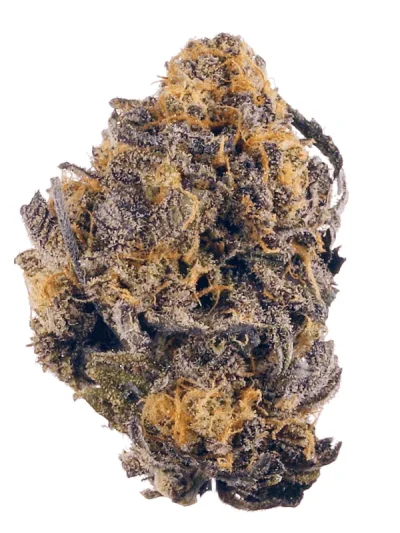 Close-up of Kurple Fantasy cannabis buds with rich purple colors, frosty trichomes, and hints of green on a plain white background.