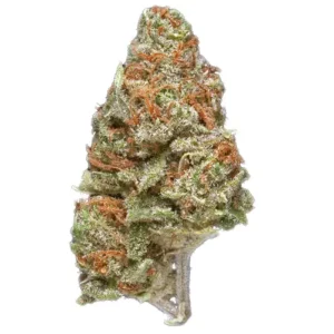 Close-up of Moonshine Haze cannabis buds with frosty trichomes, vibrant green colors, and orange pistils, displayed on a clean white background.