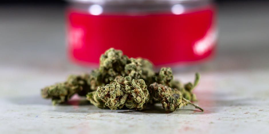 rainbow-runtz-weed-strain rainbow runtz weed strain