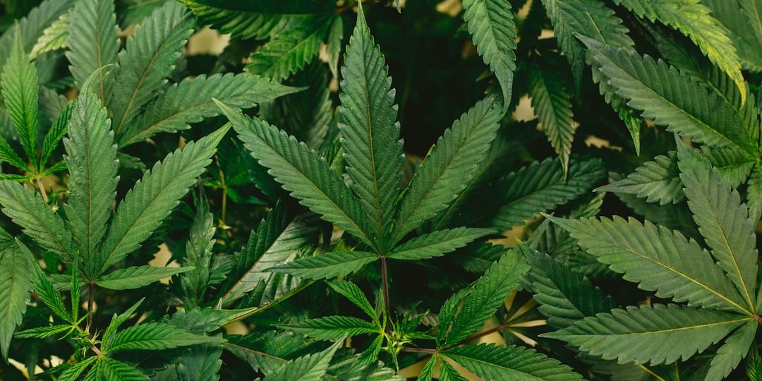 sativa-gummy-effects sativa gummy effects