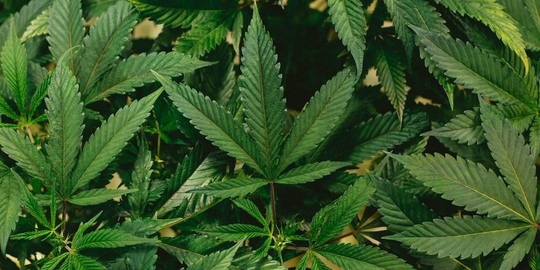 the-uplifting-effects-of-sativa-gummies-what-to-expect sativa gummy effects