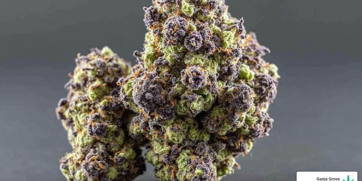 what is black runtz strain