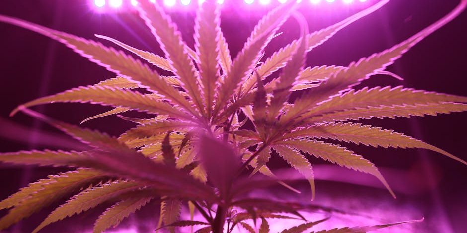 zkittlez-runtz-strain zkittlez runtz strain